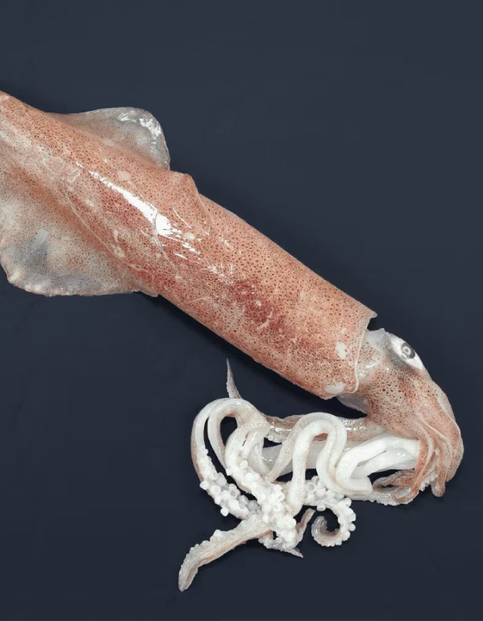 New Project (1) (3) (10)