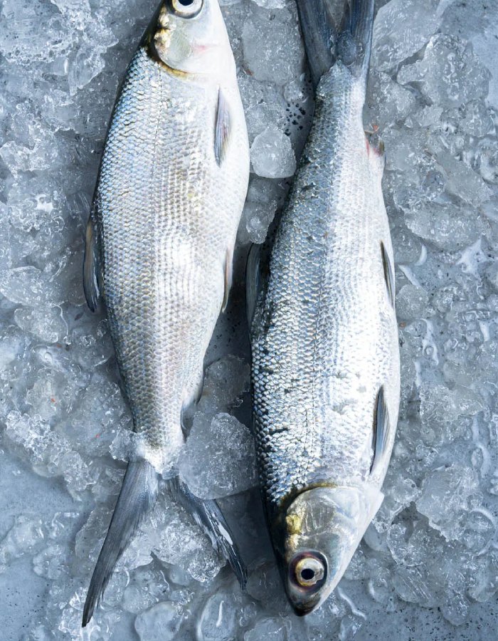 New Project (1) (3) (22)