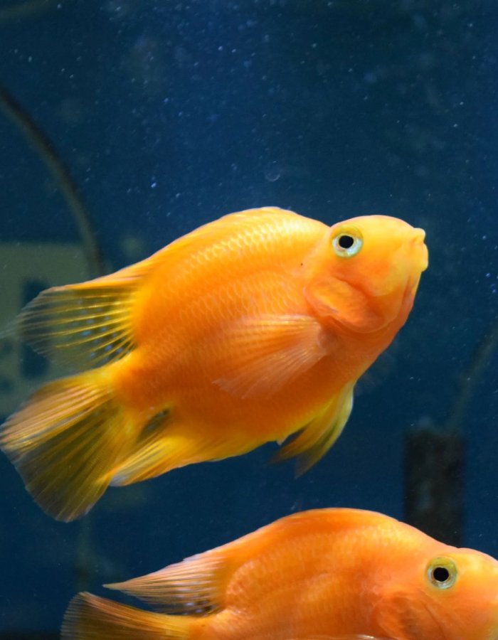 New Project (1) (3) (25)